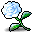 Snow Rose