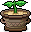 Stumpy's Seedling